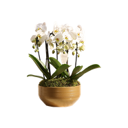 النباتات